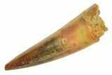 Juvenile Fossil Spinosaurus Tooth - Real Dinosaur Tooth #296840-1